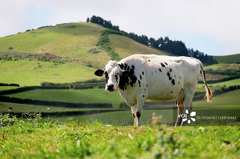 站在绿色农田中的奶牛图片素材
