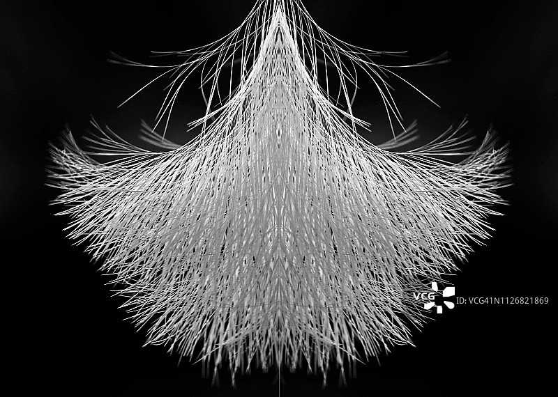 大白鹭尾羽在黑色背景下的细节图片素材