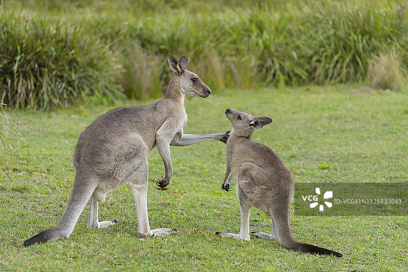 灰袋鼠成年夫妇图片素材