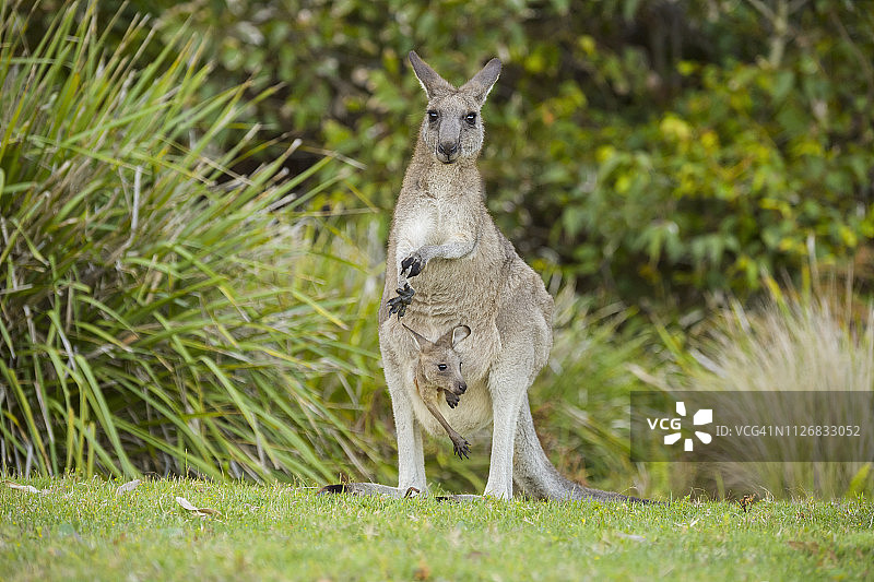 袋中有幼崽的灰色大袋鼠图片素材