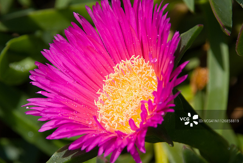 鲜艳的粉色海无花果花图片素材