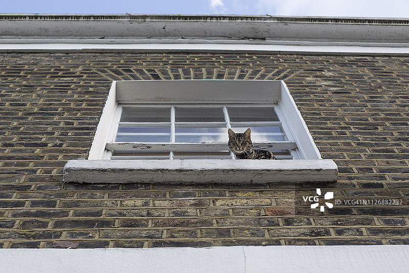 一只猫在伦敦联排别墅的窗户边向外看图片素材