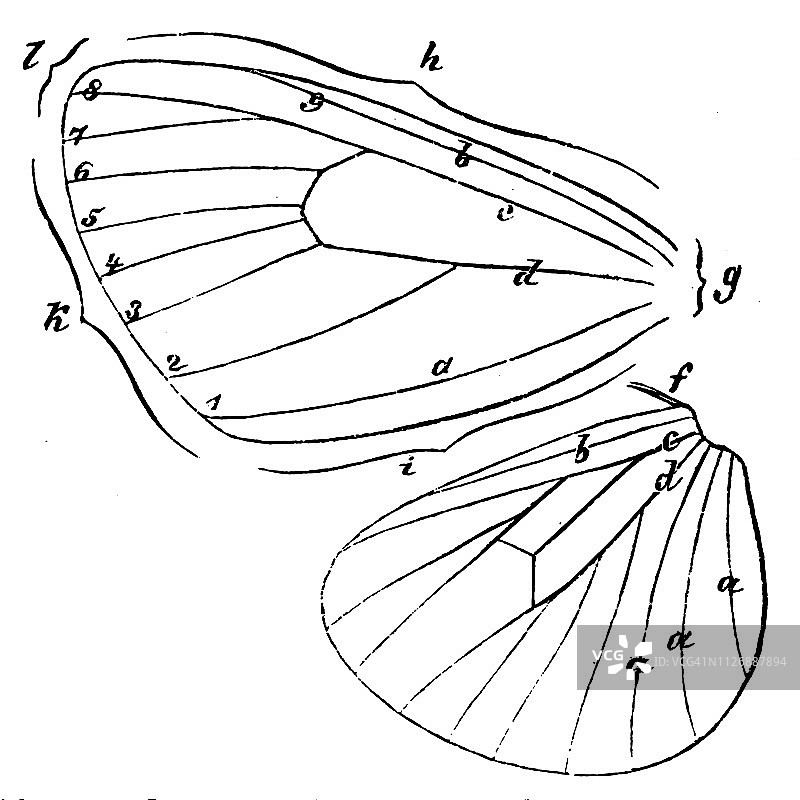 蝴蝶翅膀图片素材