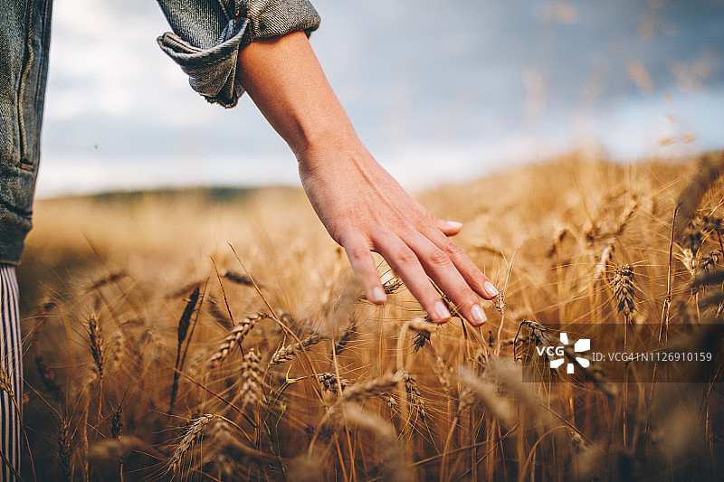 金色麦田图片素材
