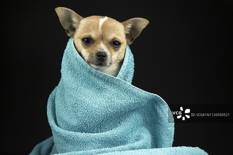 裹着浴巾的狗图片素材