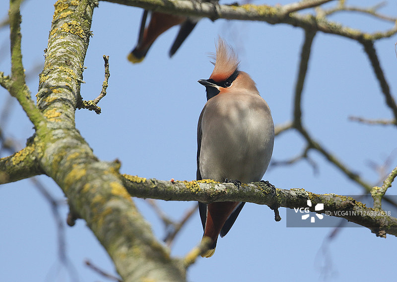 小太平鸟栖息在树枝上。英国的冬季访客图片素材