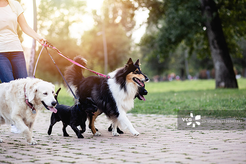 遛狗人图片素材