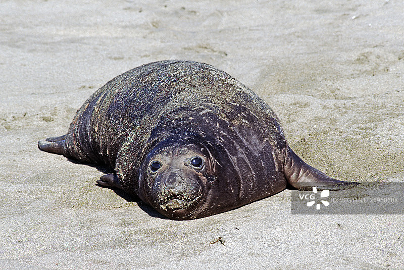 北方象海豹幼崽图片素材