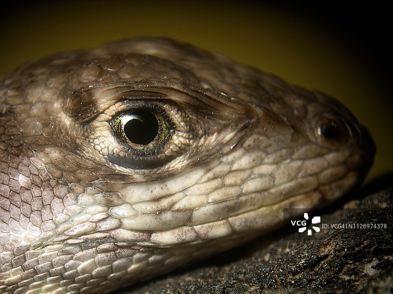 巴西蜥蜴微距照片图片素材