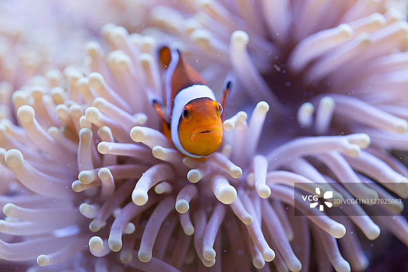 橙色和白色小丑鱼藏在海葵触须中图片素材
