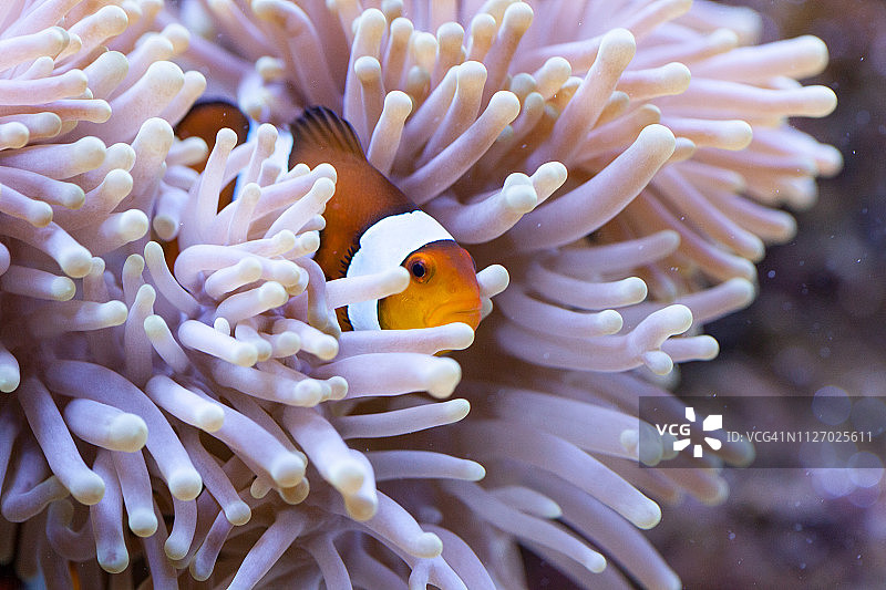 橙色和白色小丑鱼藏在海葵触须中图片素材