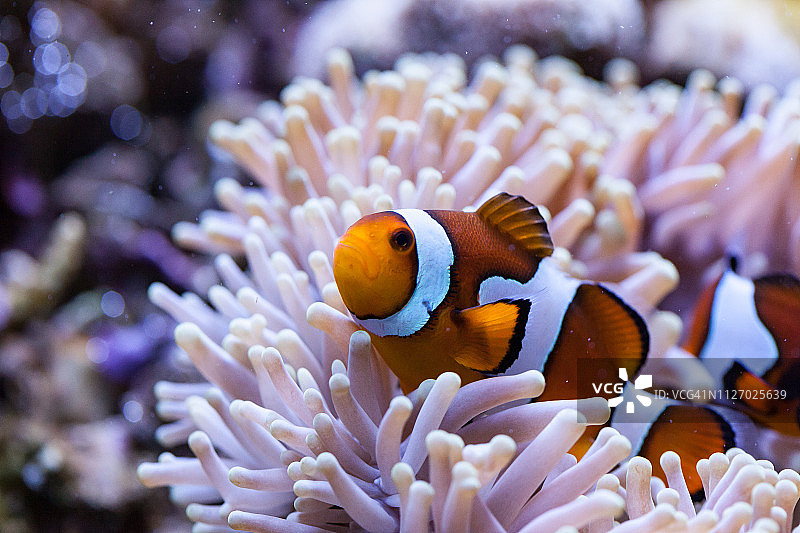 橙色和白色小丑鱼藏在海葵触须中图片素材