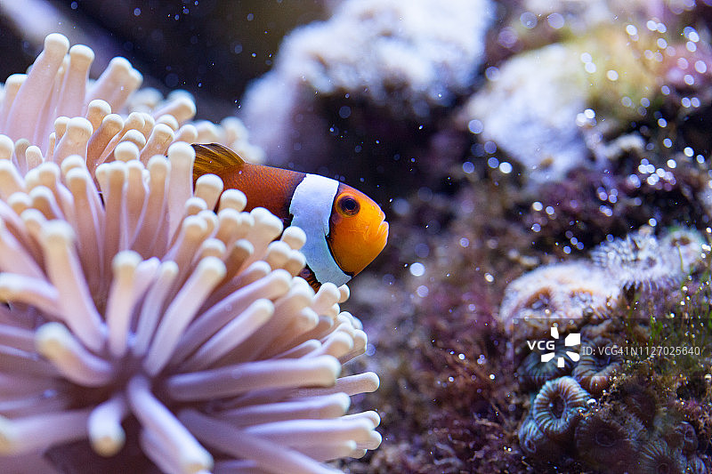 橙色和白色小丑鱼藏在海葵触须中图片素材