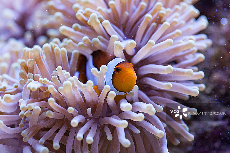 橙色和白色小丑鱼藏在海葵触须中图片素材