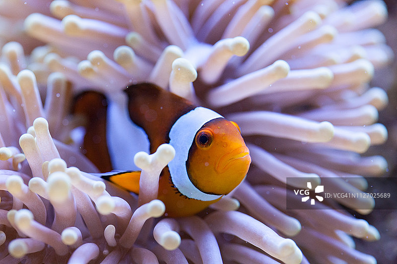 橙色和白色小丑鱼藏在海葵触须中图片素材