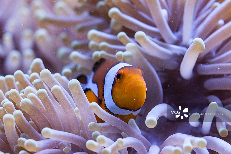 橙色和白色小丑鱼藏在海葵触须中图片素材