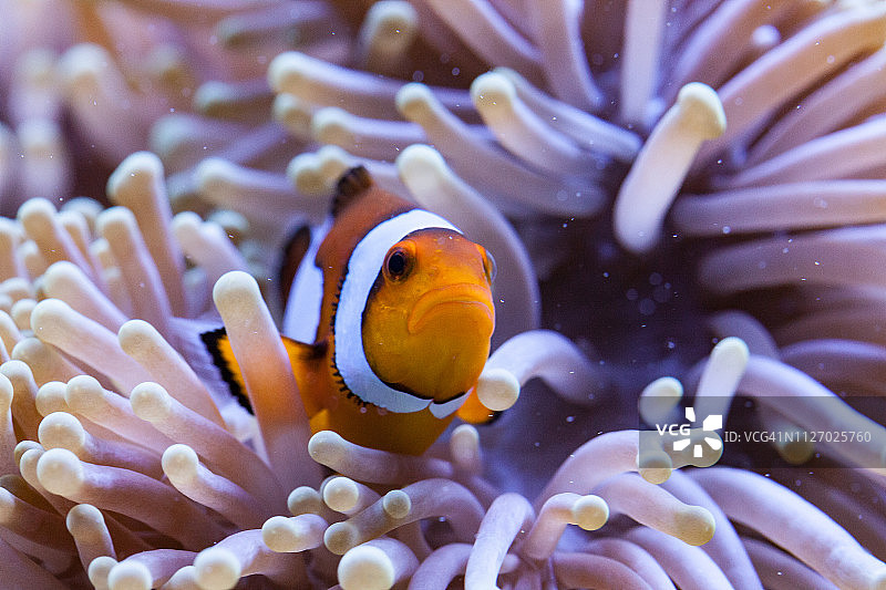 橙色和白色小丑鱼藏在海葵触须中图片素材