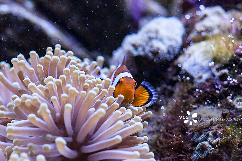 橙色和白色小丑鱼藏在海葵触须中图片素材