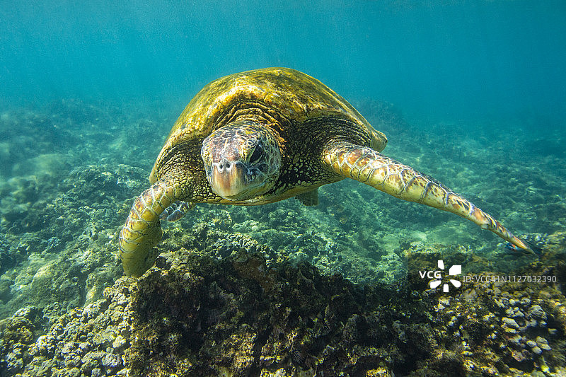 乌龟4Mar30-18图片素材
