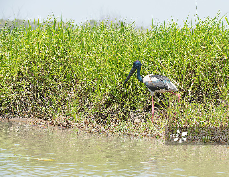 湿地美洲鹮图片素材