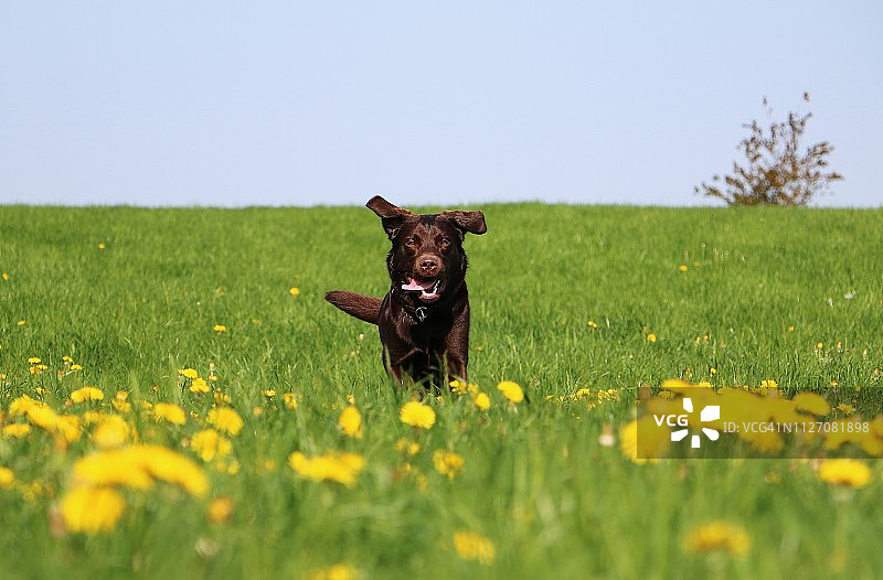 奔跑的棕色拉布拉多犬图片素材