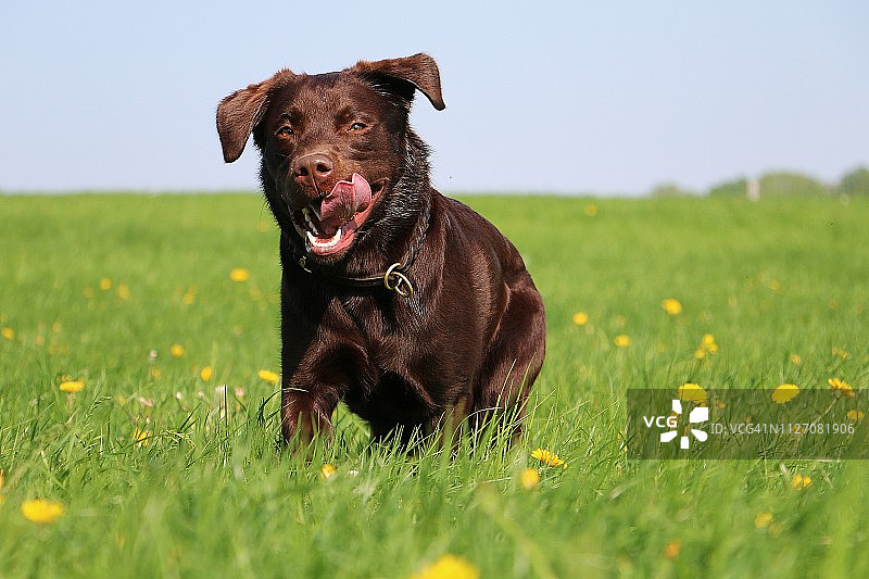 奔跑的棕色拉布拉多犬图片素材