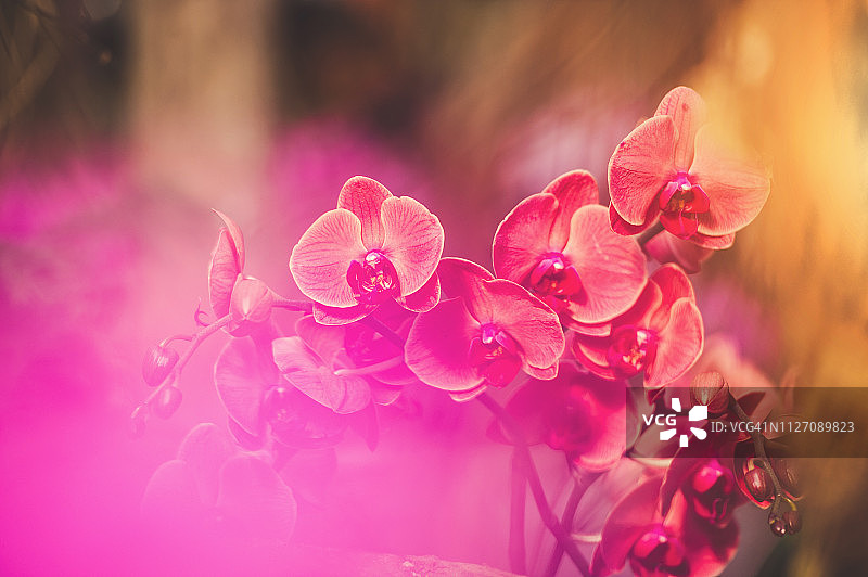 阳光下的蝴蝶兰图片素材