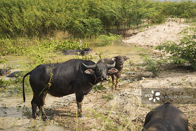 水牛及其小牛在帕尧湖旁的泥坑里洗澡图片素材