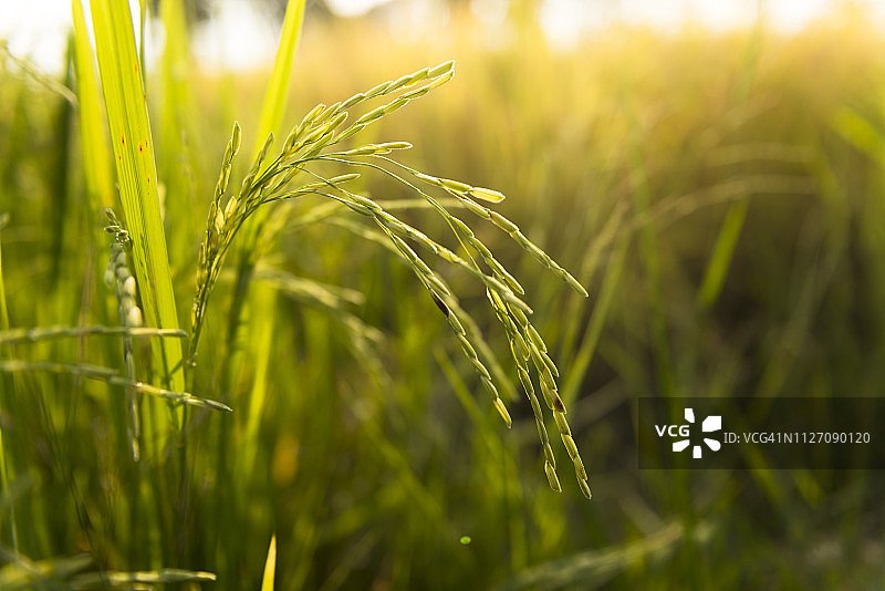 晨光中稻穗的特写图片素材