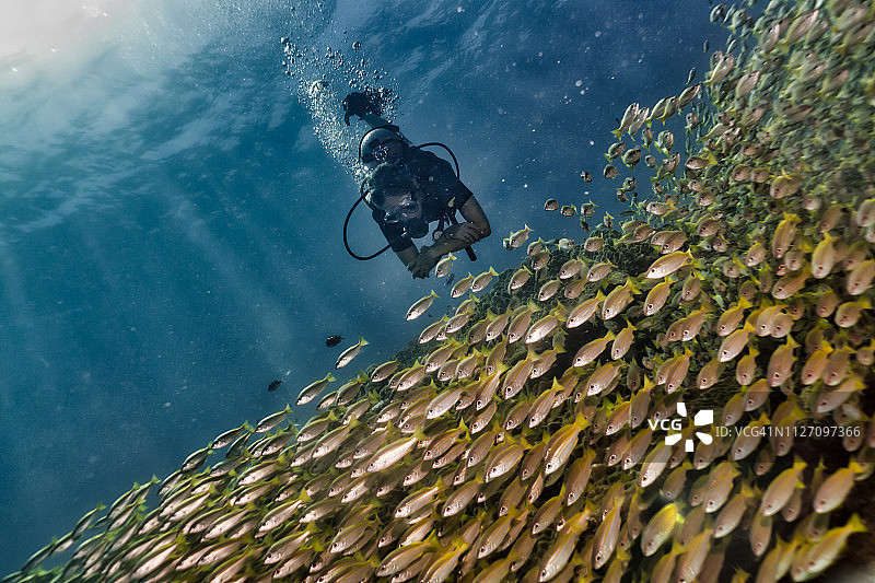 女子潜水，畅游于黄眼鲷鱼群中图片素材