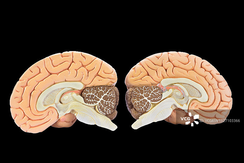 黑色背景上的两个大脑半球模型图片素材