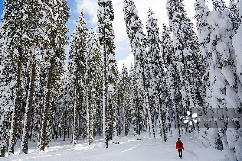 漫步冬季森林图片素材