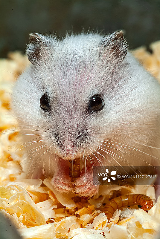 冬白仓鼠图片素材