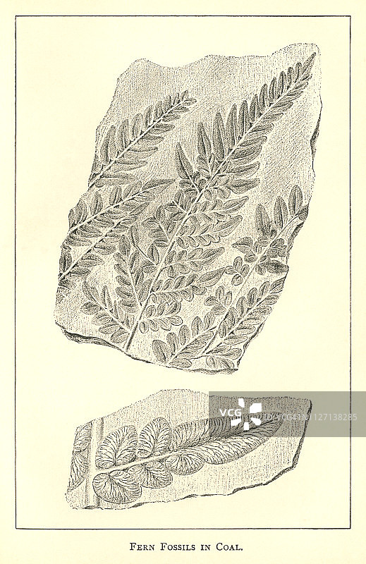 19世纪的蕨类化石雕刻图片素材