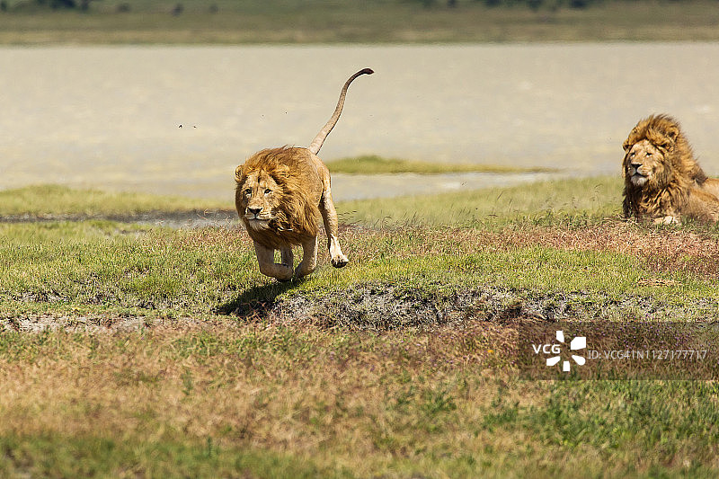 恩戈罗恩戈罗国家公园准备狩猎的狮子图片素材