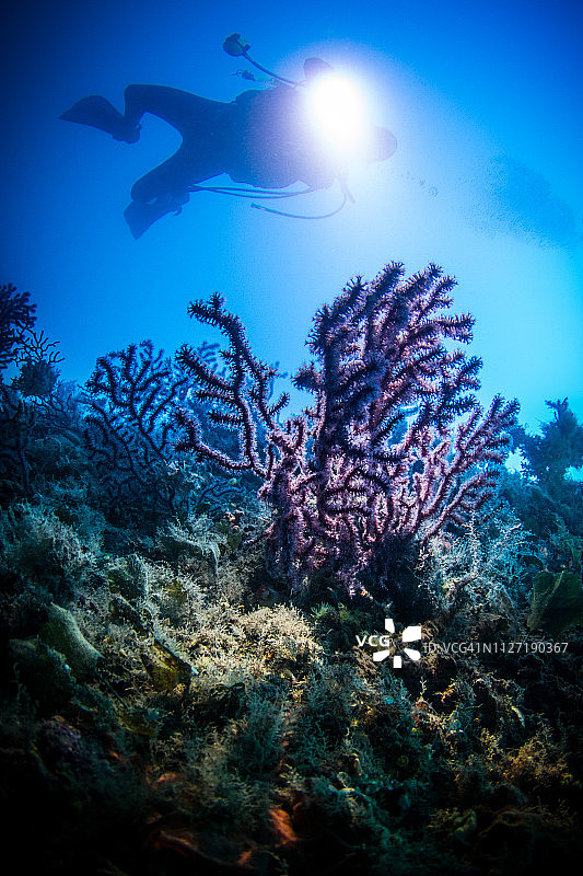 用火炬照亮柳珊瑚的SUB图片素材