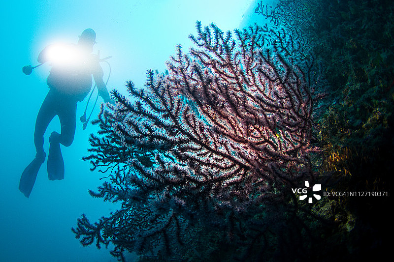 用火炬照亮柳珊瑚的SUB图片素材