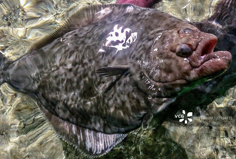 柠檬鳎目鱼图片素材