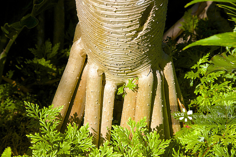露兜树图片素材