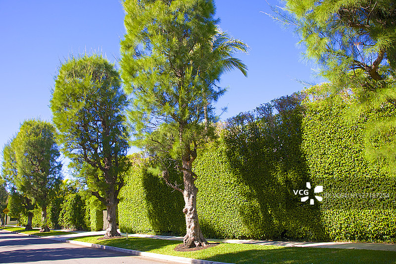 棕榈滩的树篱和树木图片素材