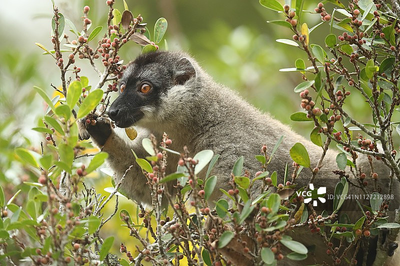 棕色狐猴在果树上觅食图片素材
