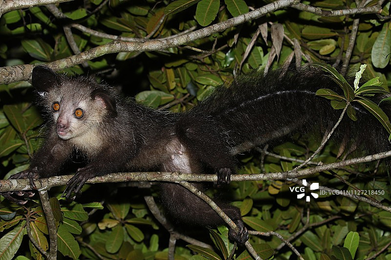 世界上最大的夜行灵长类动物指猴图片素材