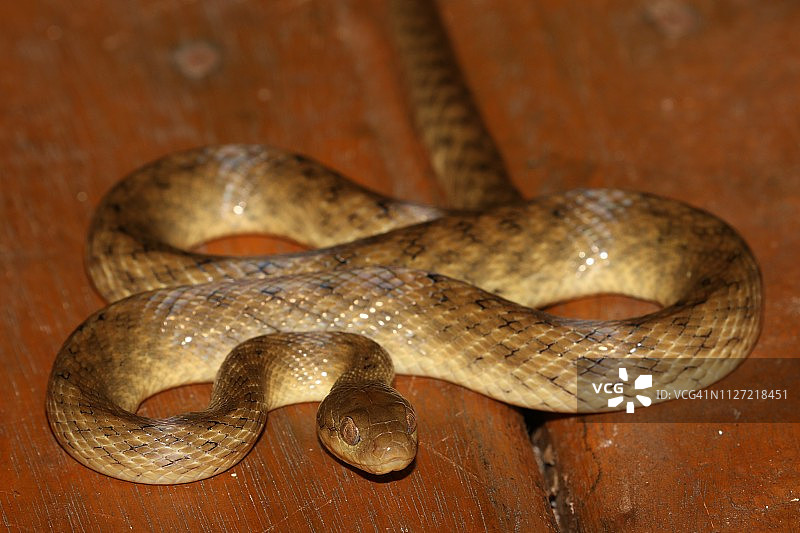 马岛猫眼蛇图片素材