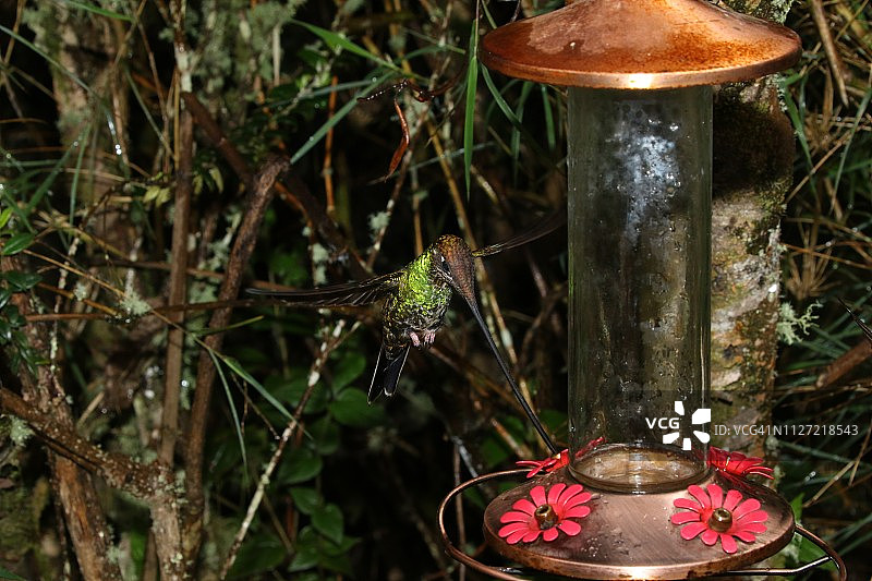 蜂鸟剑喙，世界上喙比身体还长的鸟图片素材