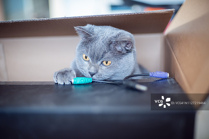 猫咪啃咬电缆图片素材