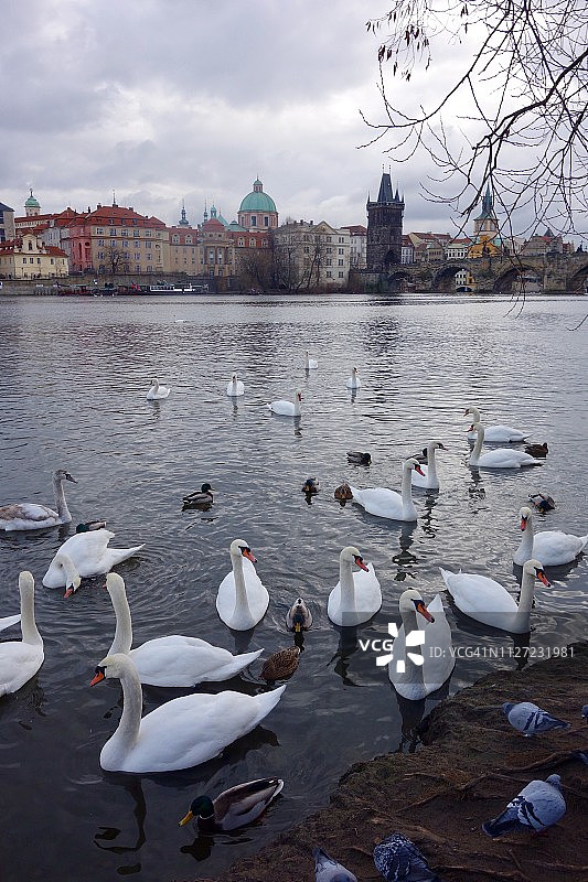 布拉格伏尔塔瓦河上的天鹅图片素材