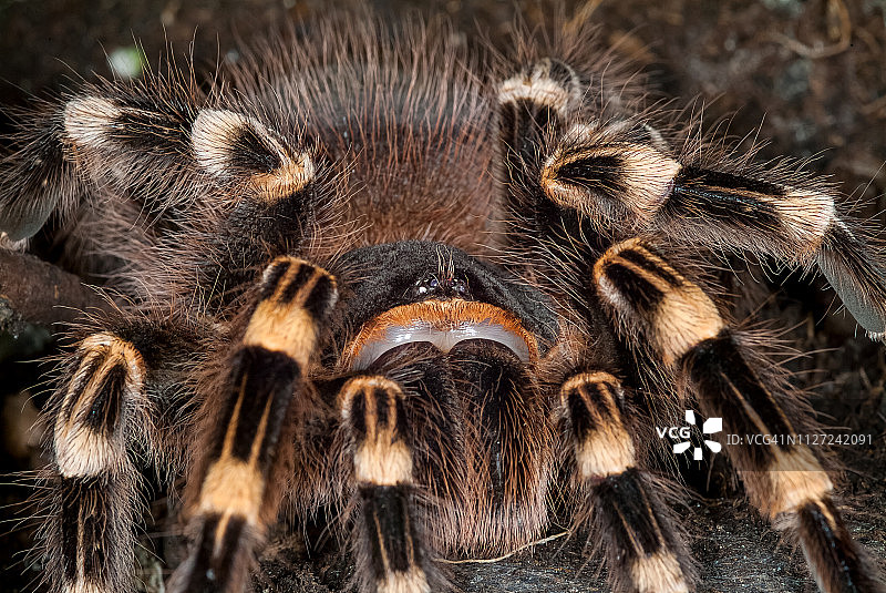 巴西白膝巨人蜘蛛图片素材