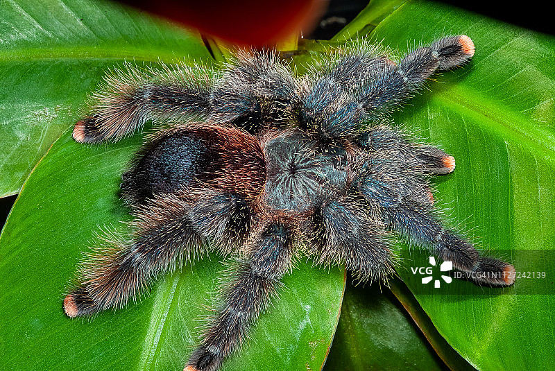 粉趾塔兰图拉毒蜘蛛图片素材