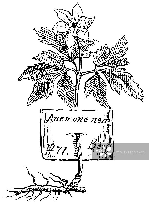 植物采集（植物标本室）：为研究、栽培或爱好而采集植物标本图片素材