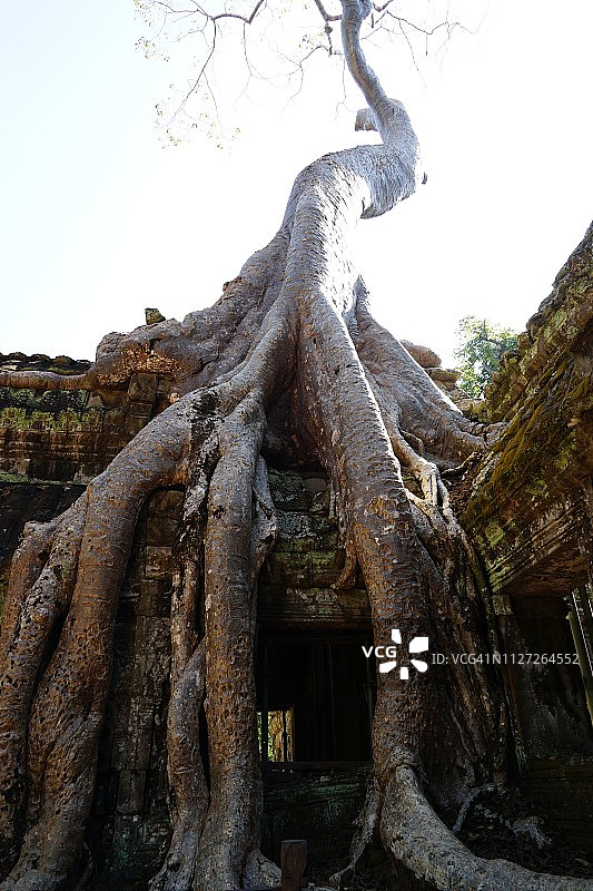 塔布笼寺建筑上的榕树图片素材